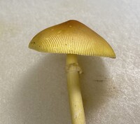 Amanita banningiana image