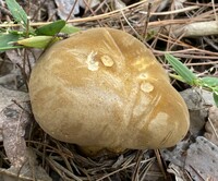 Boletus durhamensis image