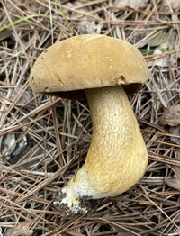 Boletus durhamensis image