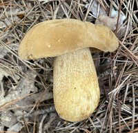 Boletus durhamensis image