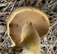 Boletus durhamensis image