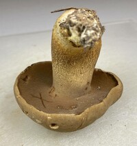 Boletus durhamensis image