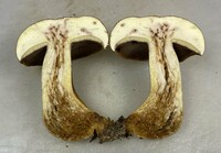 Boletus durhamensis image