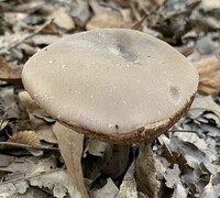 Tylopilus plumbeoviolaceus image