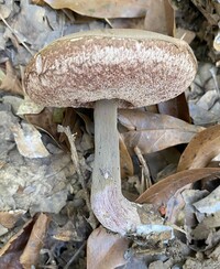 Tylopilus plumbeoviolaceus image