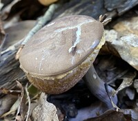 Tylopilus plumbeoviolaceus image
