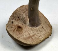 Tylopilus plumbeoviolaceus image