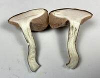 Tylopilus plumbeoviolaceus image