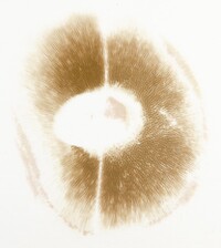 Imleria pallida image