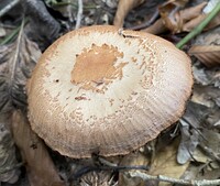 Cortinarius torvus image