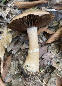 Cortinarius torvus image