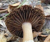 Cortinarius torvus image