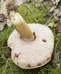 Tylopilus rubrobrunneus image