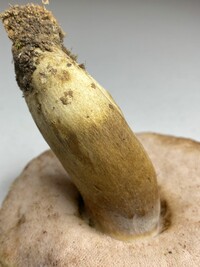Tylopilus rubrobrunneus image