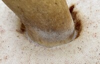 Tylopilus rubrobrunneus image