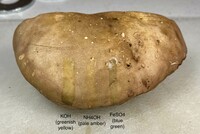 Tylopilus rubrobrunneus image