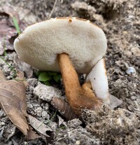 Gyroporus smithii image