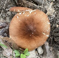 Gyroporus smithii image