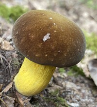 Boletus auripes image