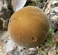 Boletus auripes image