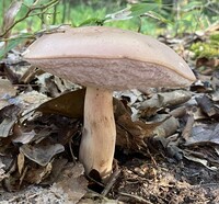 Tylopilus rubrobrunneus image