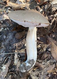 Tylopilus rubrobrunneus image