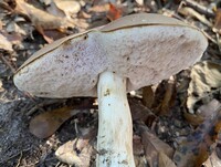 Tylopilus rubrobrunneus image