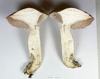 Tylopilus rubrobrunneus image