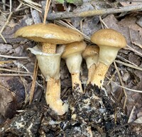 Suillus cothurnatus image