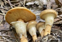 Suillus cothurnatus image