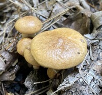 Suillus cothurnatus image