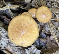 Suillus cothurnatus image