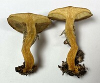 Suillus cothurnatus image