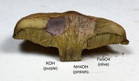 Suillus cothurnatus image