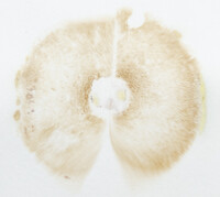 Suillus cothurnatus image