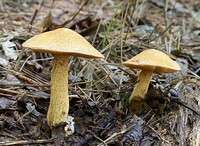 Suillus hirtellus image