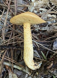 Suillus hirtellus image