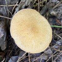 Suillus hirtellus image