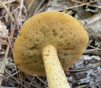 Suillus hirtellus image