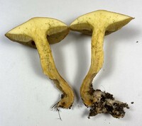 Suillus hirtellus image