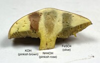 Suillus hirtellus image