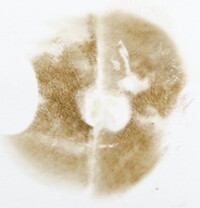 Suillus hirtellus image