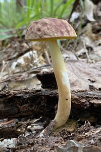 Aureoboletus auriporus image