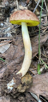 Aureoboletus auriporus image