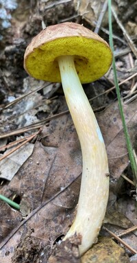 Aureoboletus auriporus image