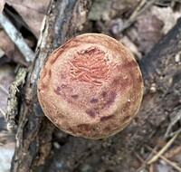 Aureoboletus auriporus image