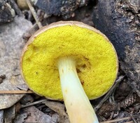 Aureoboletus auriporus image