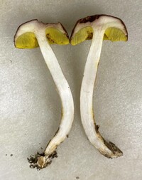 Aureoboletus auriporus image