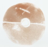 Tylopilus plumbeoviolaceus image