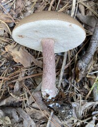 Tylopilus plumbeoviolaceus image